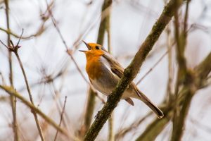 singing lessons long island